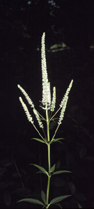 culver's root